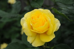 薔薇