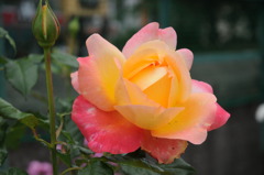薔薇