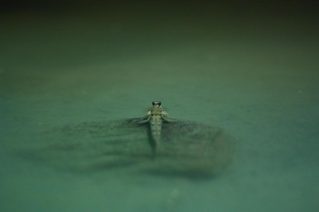 魚眼レンズ