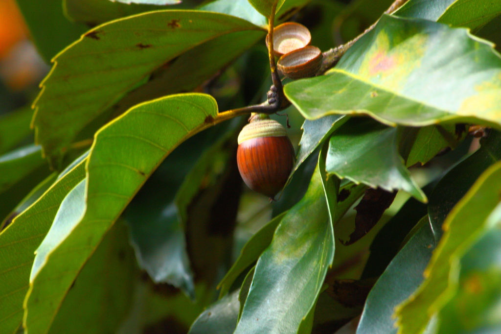 戦場カメラマン