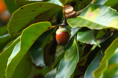 戦場カメラマン