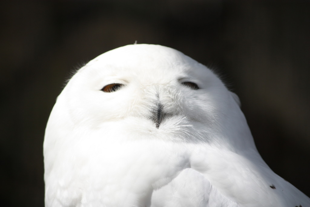 丸めました。