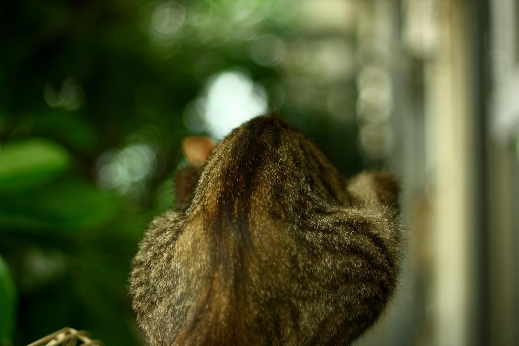 猫背