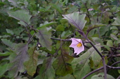 茄子畑の茄子色の花と茎
