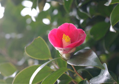 山道脇で
