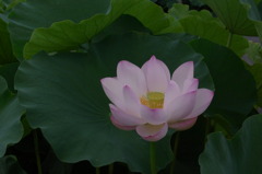 蓮田の夜明け前