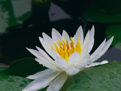 待っていた雨