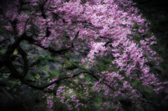 闇に浮かぶ枝垂れ桜
