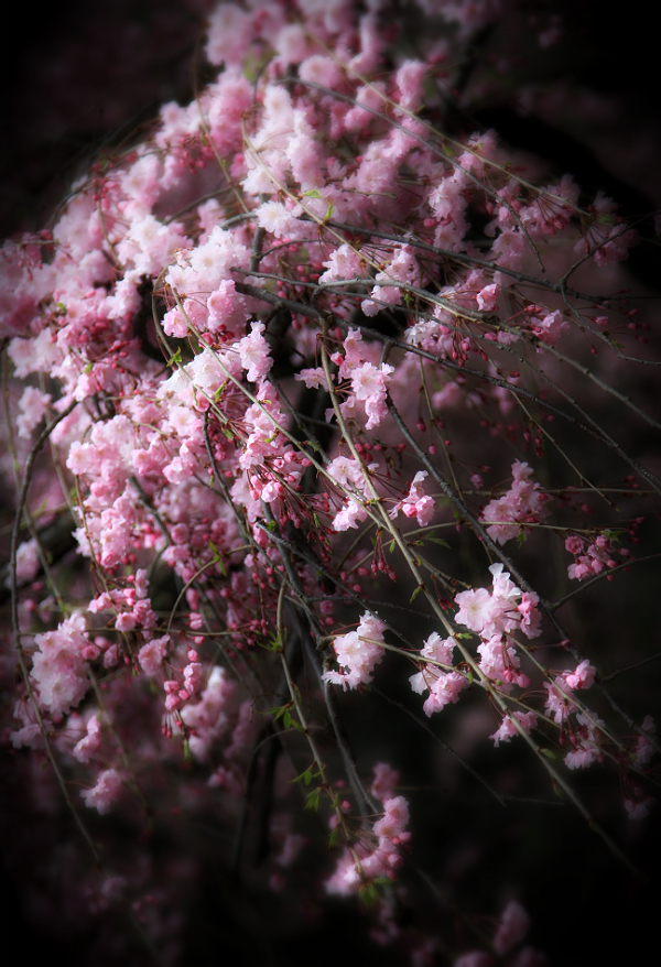 Cherry blossoms in the Rain.