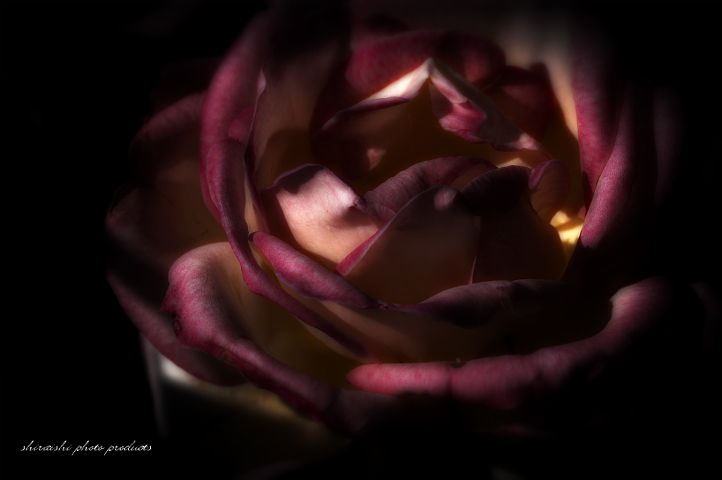 嘆きの薔薇