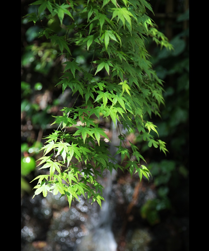 葉の薙がれ　水の薙がれ