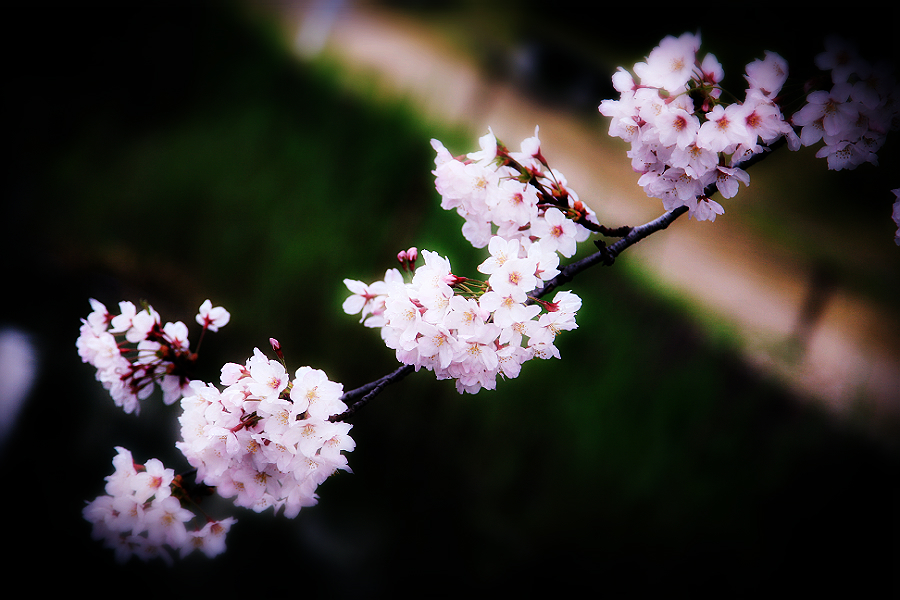 観桜