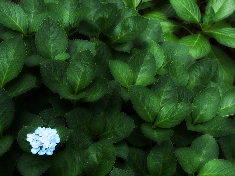 Last Hydrangea 