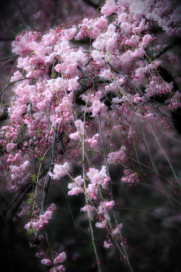 城壁を凪がれる枝垂れ桜