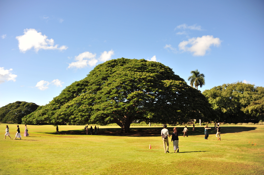 この～木、なんの木・・・・その木です。