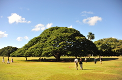 この～木、なんの木・・・・その木です。