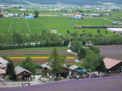 ラベンダー畑とノロッコ号