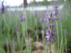 富良野のラベンダー
