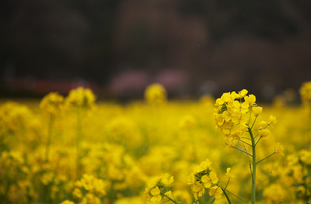 菜の花