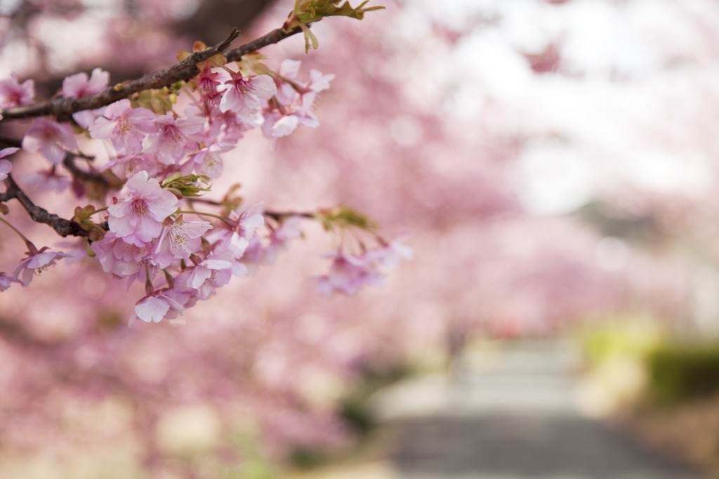 桜道