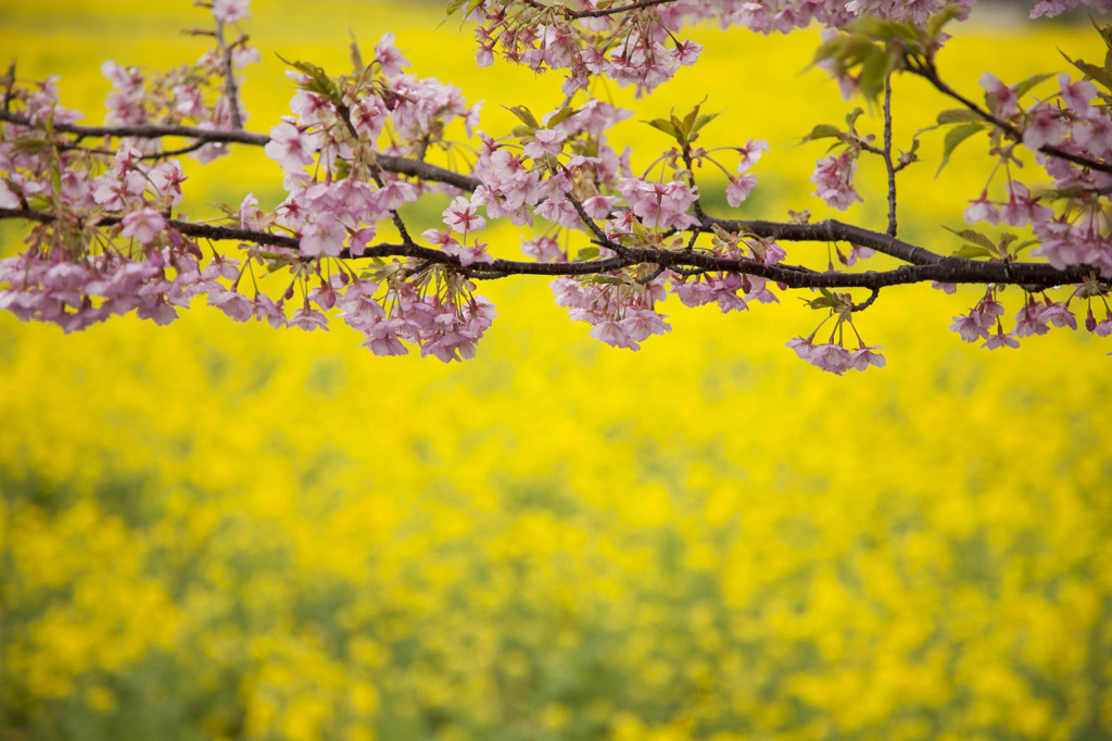 桜と菜の花