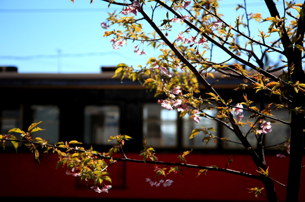 桜と電車