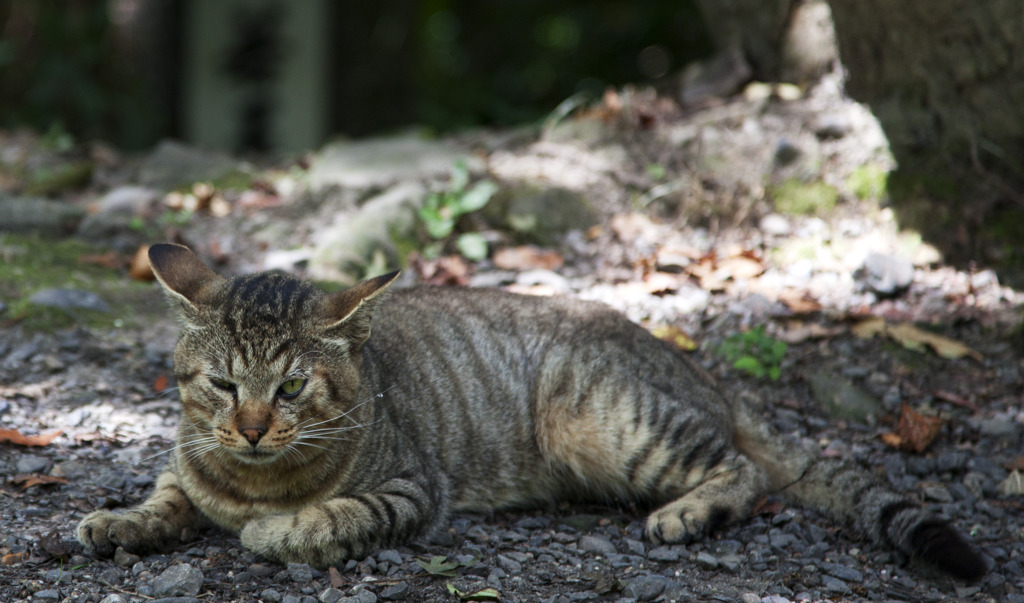 猫、睨む