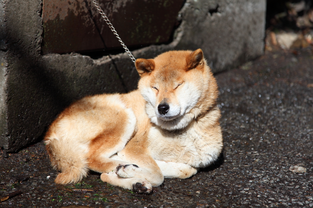 日向ぼっこ