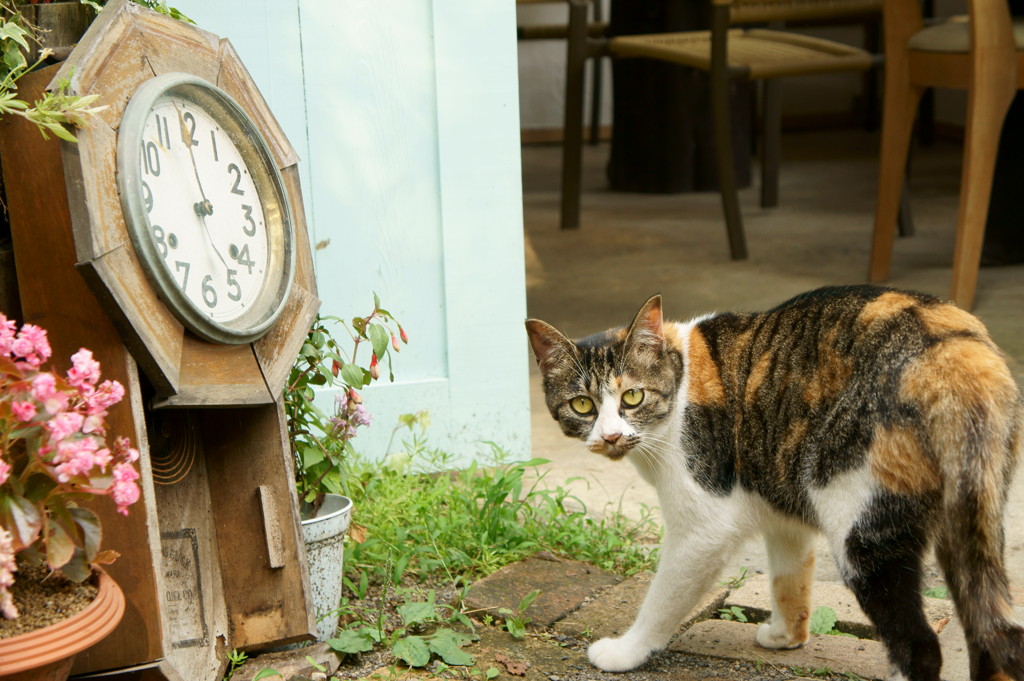 猫と時計