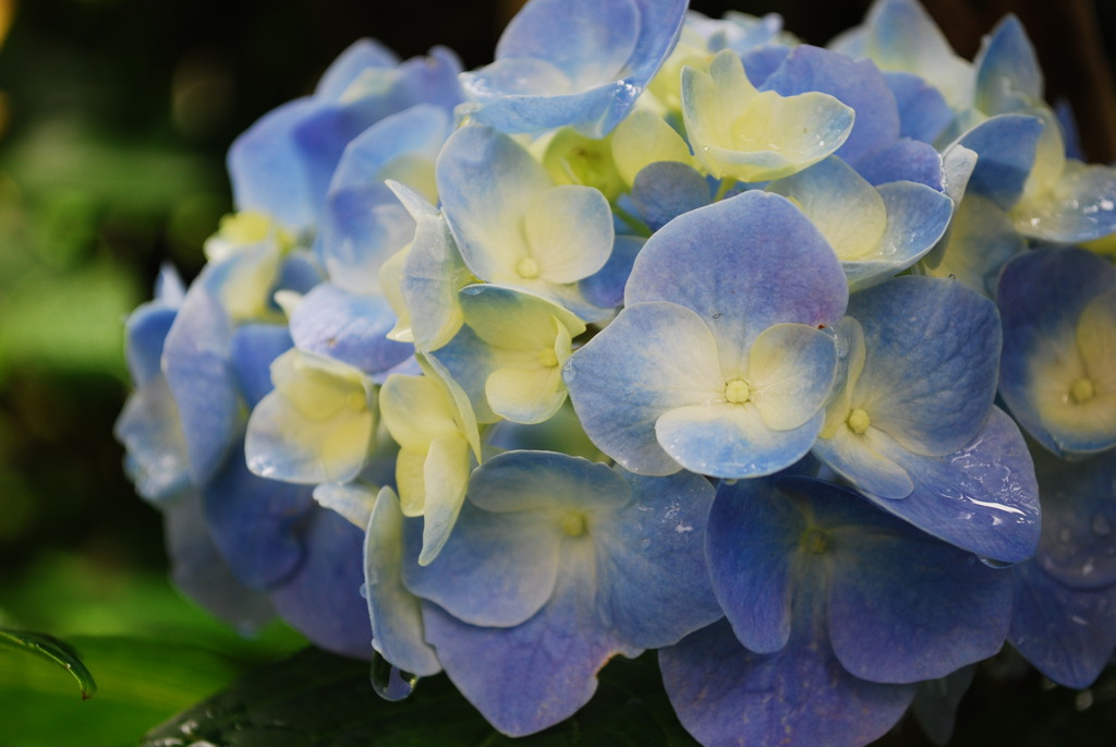 家の花