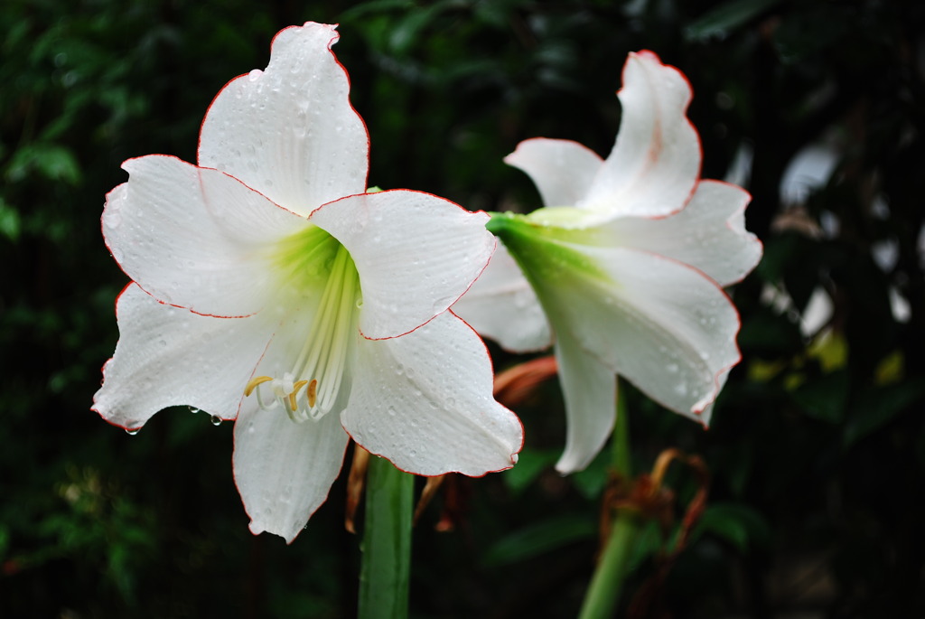 家の花