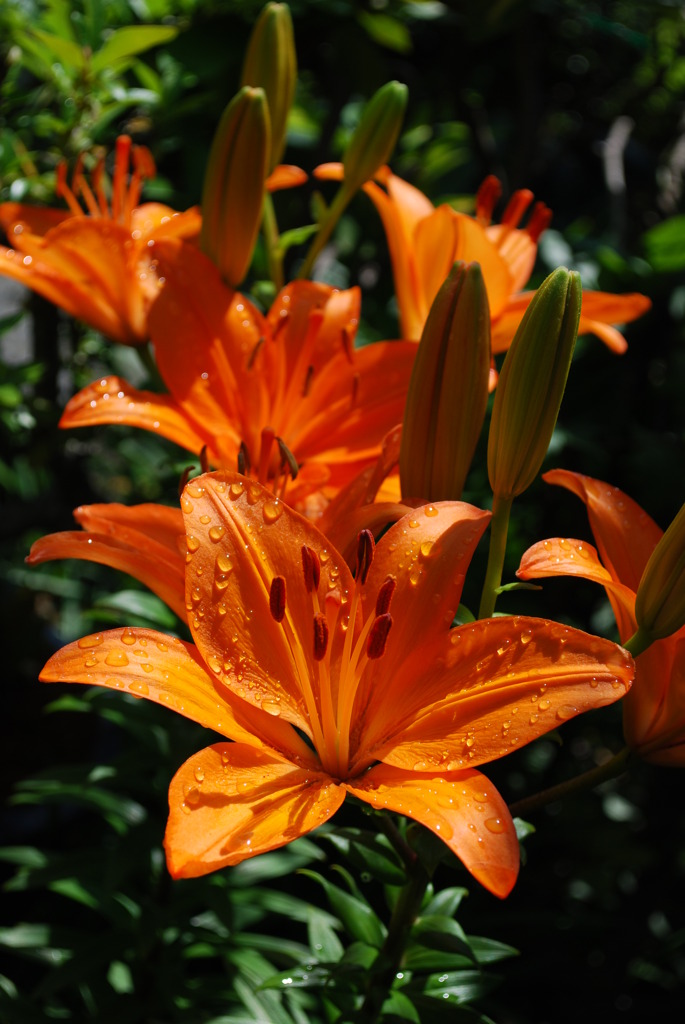 家の花