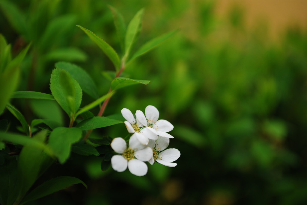 家の花