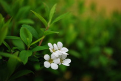 家の花