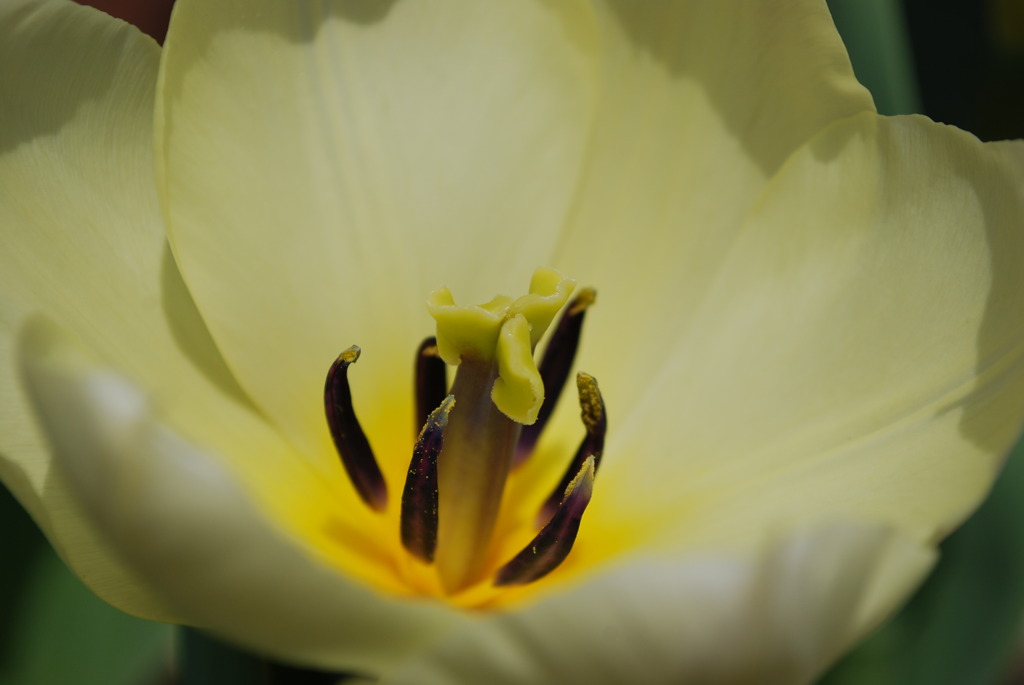 家の花