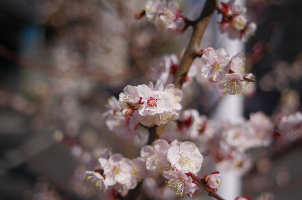 桜はまだかいな