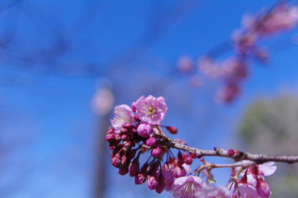 寒桜