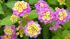 IMGP2545