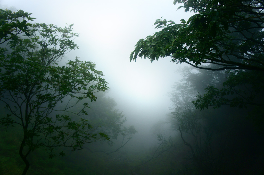 霧の中