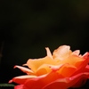 薔薇