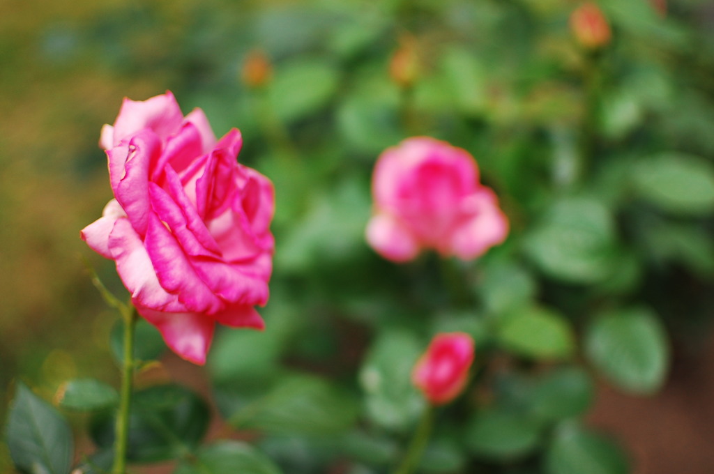 薔薇