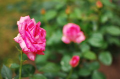 薔薇