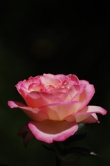薔薇