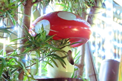 輝けきのこ☆