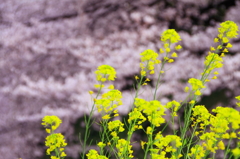 菜の花と桜