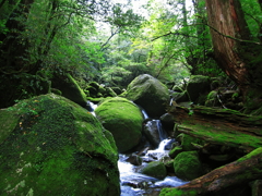 雨の国　屋久島