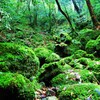 緑の世界