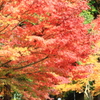 紅葉と黄葉