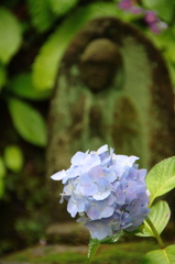 花一輪