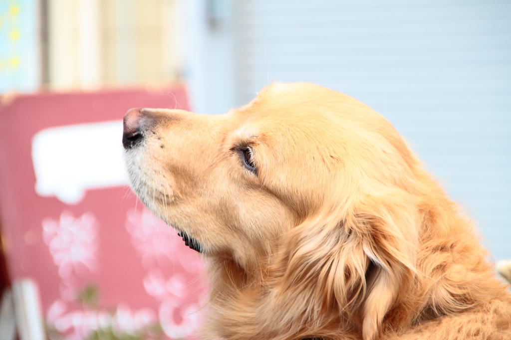 看板犬